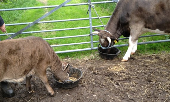 Feeding cattle with trugs