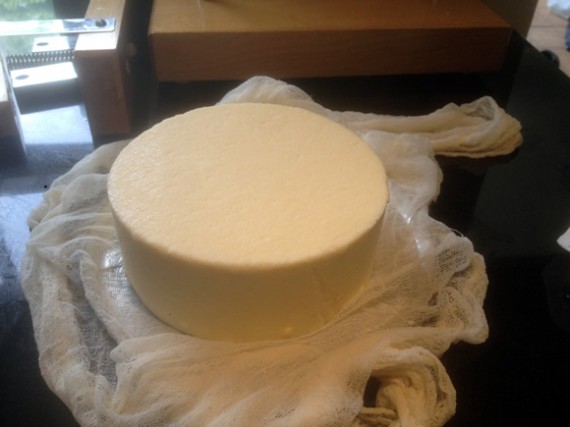 Caerphilly cheese fresh out of the press