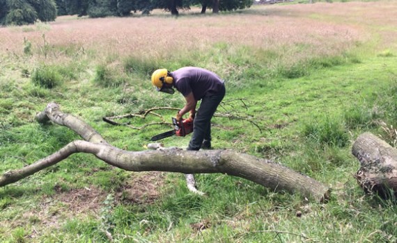Chainsaw work at Ravensby