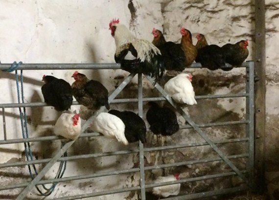 Chickens roosting in the byre