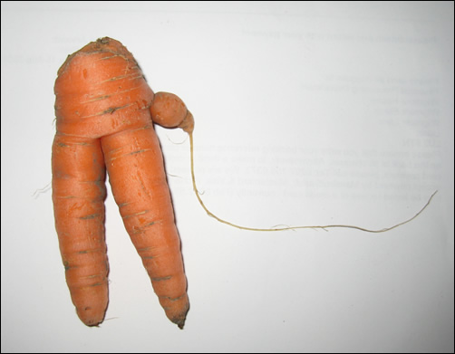 comedy carrot