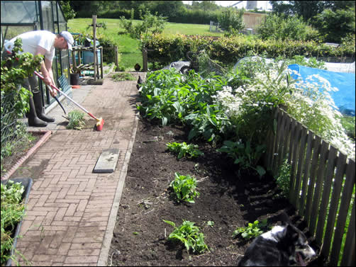 Comfrey bed