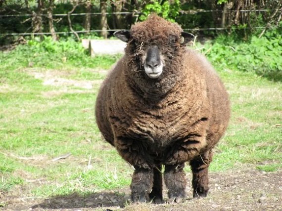 Juno, a big ewe!