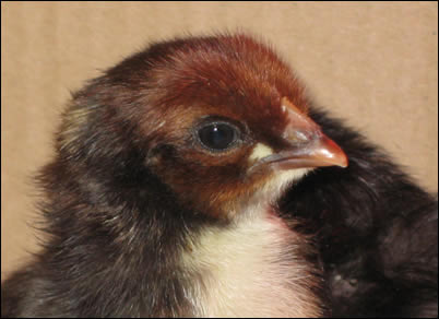 Copper black maran chick