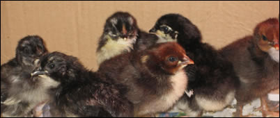 Copper black maran chicks