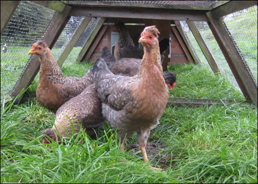 New Cream Legbar hens