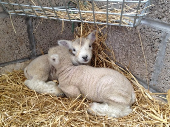 Cute twin lambs