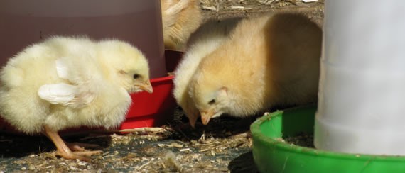 Day-old chicks