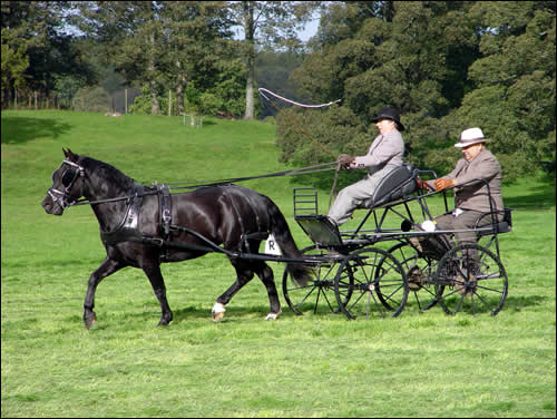 Black pony trotting 4-wheel carriage