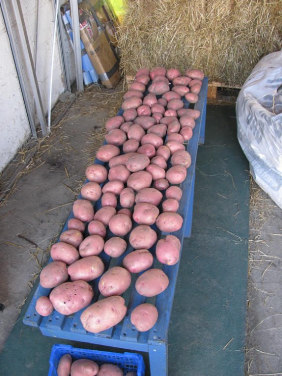 Drying potatoes