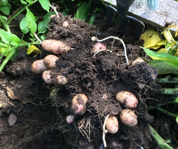 Early Anya potatoes