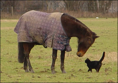 Felix and his equine friend