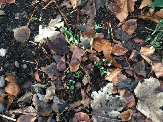 First 2018 snowdrops