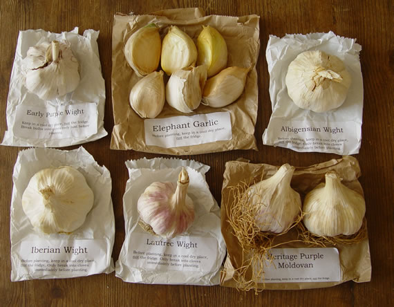 Garlic varieties
