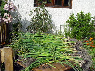 2007 garlic