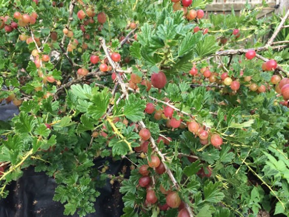 Hinnomaki Red gooseberries