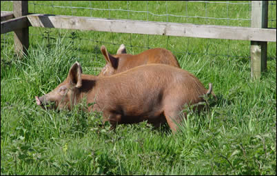 Pigs enjoying the long grass