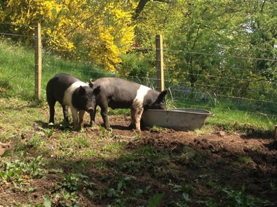 Hampshire pigs