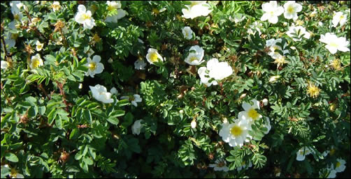 Scotch Rose Hedge blossom