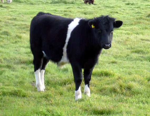 Henry, Shetland bullock