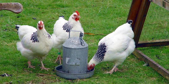 Hens at water feeder