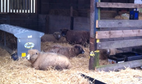 Ewes in barn