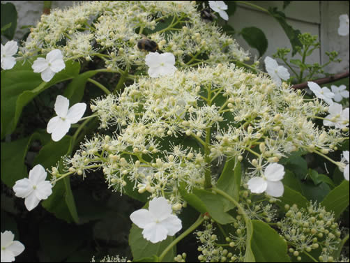 Hydrangea