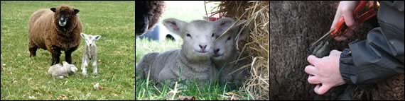 Introduction to sheep keeping course