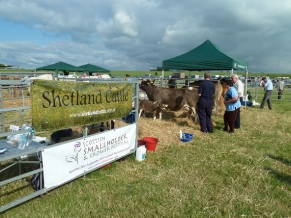 Shetland Cattle at Kirriemuir Show 2013