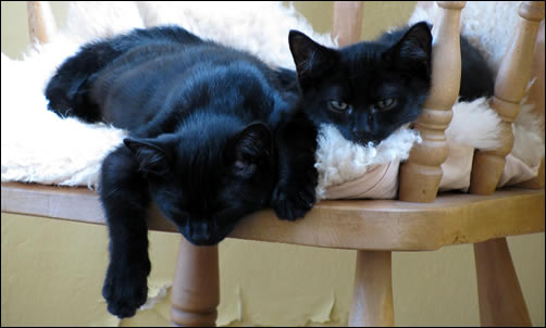 Kittens: Bertie and Harry