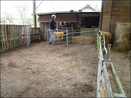 Lambing shed - The Accidental Smallholder