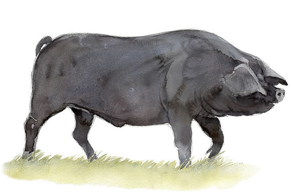 Painting of large black pig