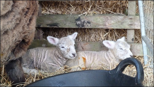 Lucy's lambs