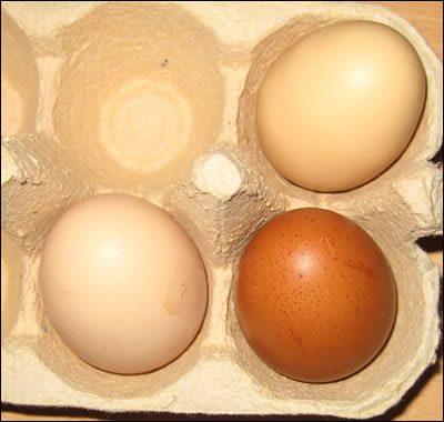 Maran egg