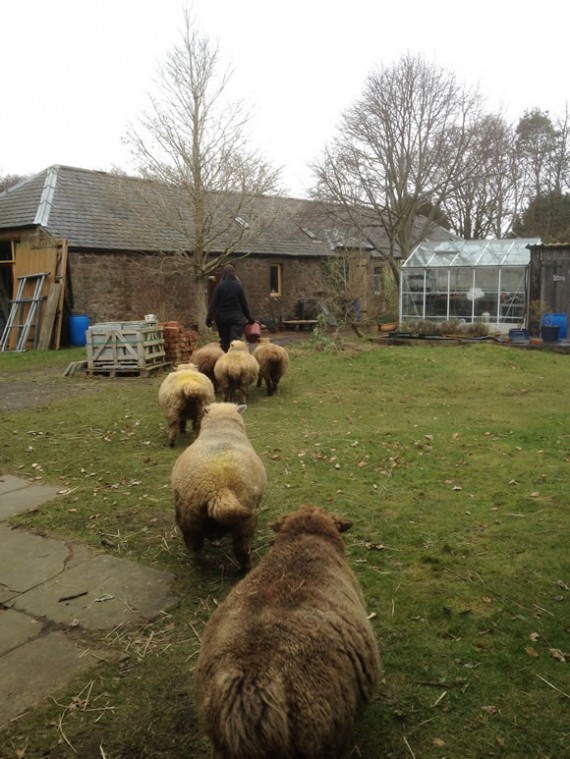 Moving the ewes