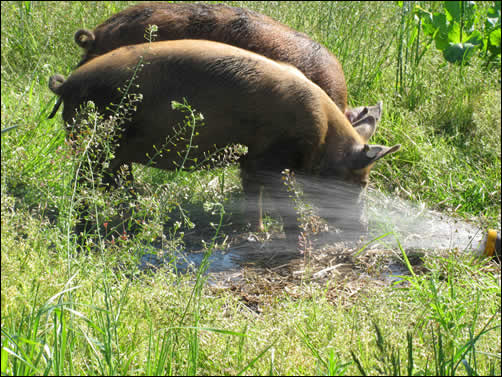 Muddy pigs