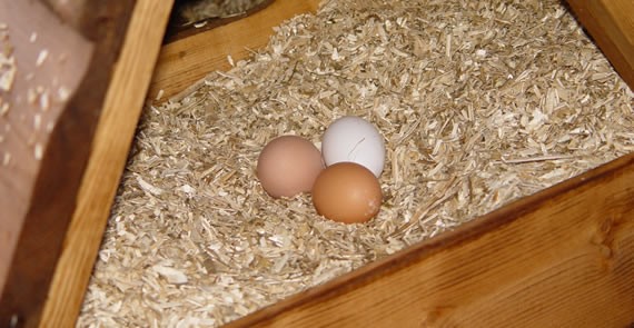 Nest box