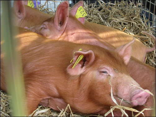 Pigs just arrived in their cage