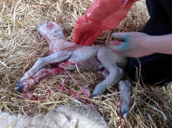 Newborn Ryeland lamb