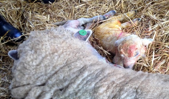 New born twin lambs