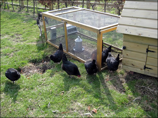 New black rock hens