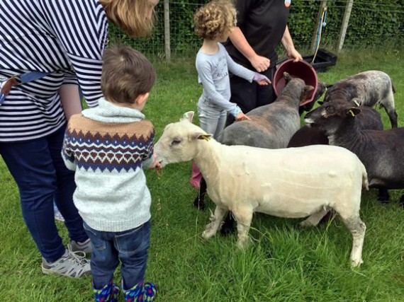 Open Farm Sunday - meeting the sheep