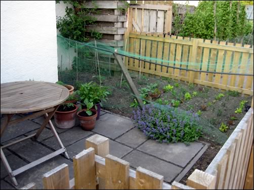 Potato and salad bed with cat mint