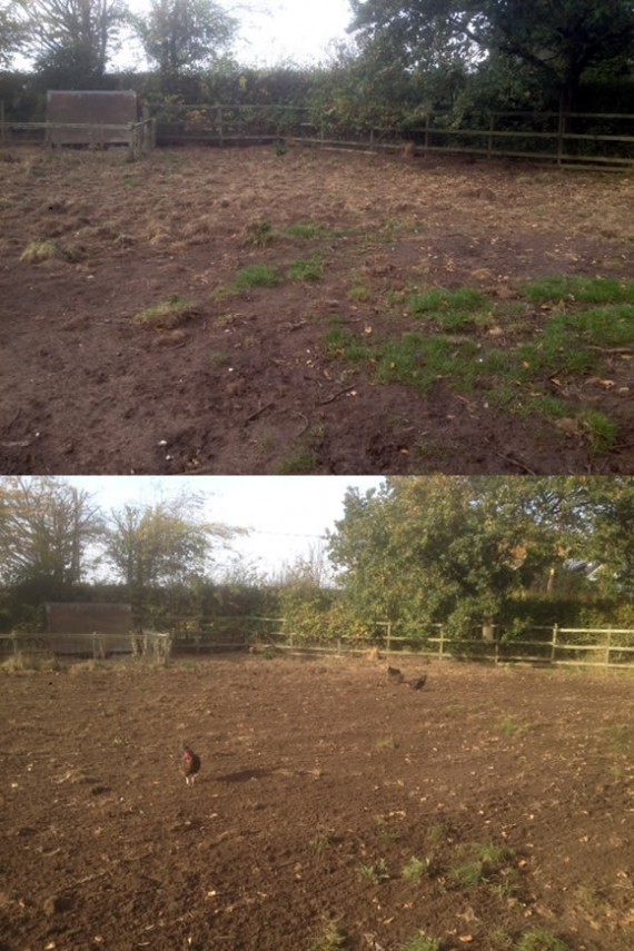Pig pen before and after harrowing