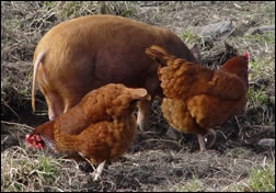 Hens following the rootling pig