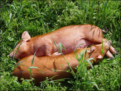 Tamworth weaners asleep.jpg