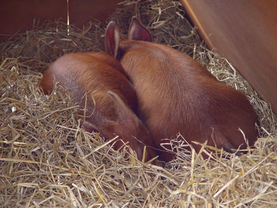 Pigs asleep in straw bed in ark