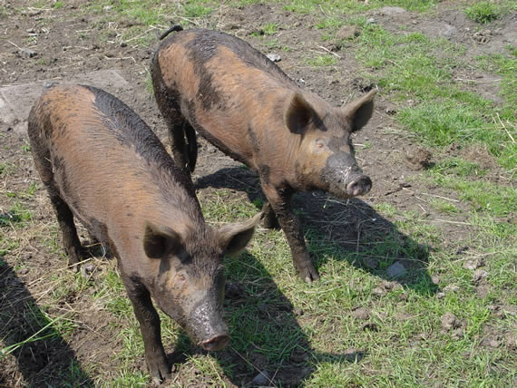 Pigs after a good wallow