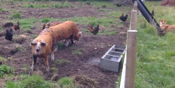 Pigs enjoying windfall apples