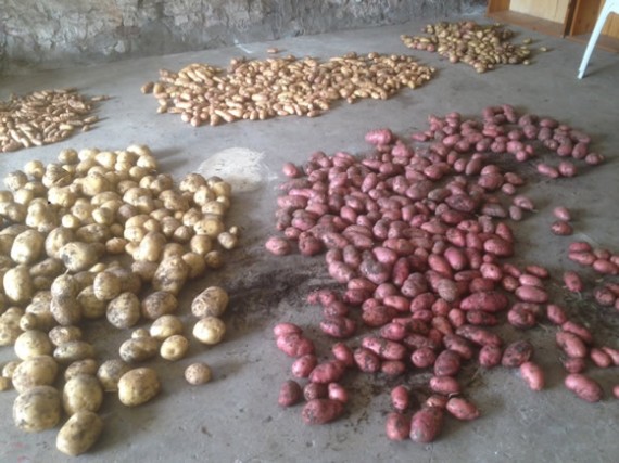 2016 potato harvest